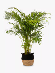 The Little Botanical Extra Large Areca Palm Plant & Basket - thumbnail 1