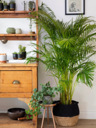 The Little Botanical Extra Large Areca Palm Plant & Basket - thumbnail 2