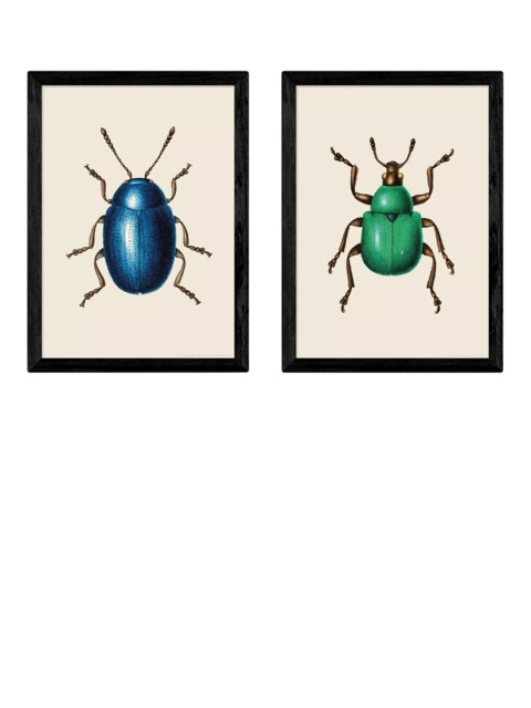 EAST END PRINTS Natural History Museum 'Beetles' Framed Print, Set of 2 - image 1