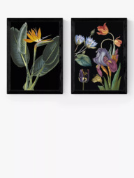 EAST END PRINTS Natural History Museum 'Dark Floral' Framed Print, Set of 2 - thumbnail 1
