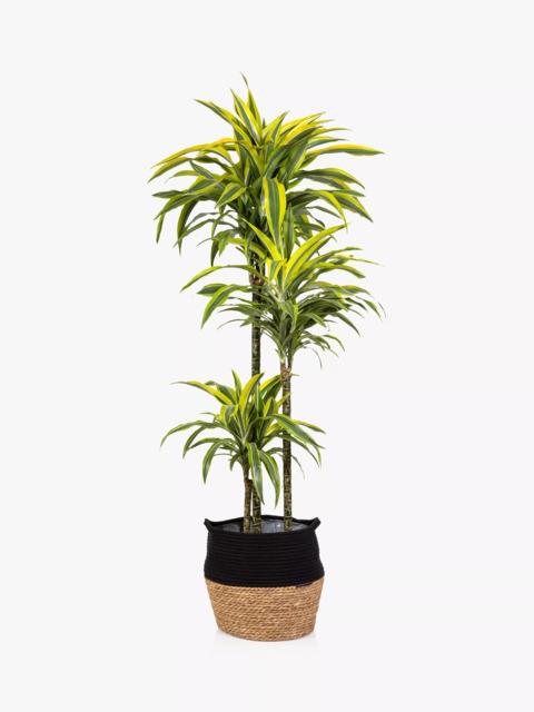 The Little Botanical Extra Large Lemon & Lime Dracaena Plant & Basket - image 1