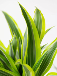 The Little Botanical Extra Large Lemon & Lime Dracaena Plant & Basket - thumbnail 3