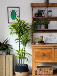 The Little Botanical Extra Large Lemon & Lime Dracaena Plant & Basket - thumbnail 2