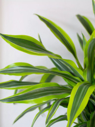 The Little Botanical Extra Large Lemon & Lime Dracaena Plant & Basket - thumbnail 4