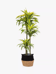 The Little Botanical Extra Large Lemon & Lime Dracaena Plant & Basket - thumbnail 1