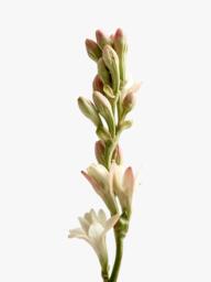 LOEWE Tuberose Small Scented Candle, 170g - thumbnail 3