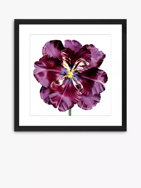 Brookpace Lascelles 'Burgundy Tulip 3' Framed Print & Mount, 56 x 56cm, Burgundy - image 1