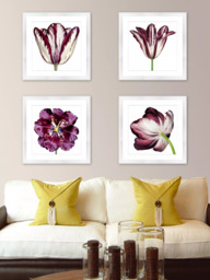 Brookpace Lascelles 'Burgundy Tulip 3' Framed Print & Mount, 56 x 56cm, Burgundy - thumbnail 3
