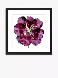 Brookpace Lascelles 'Burgundy Tulip 3' Framed Print & Mount, 56 x 56cm, Burgundy - thumbnail 1