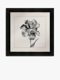 Brookpace Lascelles 'Tulip II' Framed Print, 59 x 49cm, Black/White