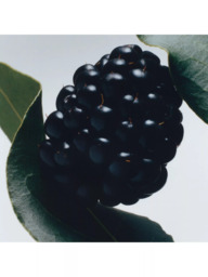 Jo Malone London Blackberry & Bay Classic Candle, 200g - thumbnail 3