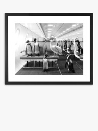 Brookpace Lascelles 'Penguins & Pelican Airplane Cabin' Framed Print & Mount, 45.5 x 55.5, Black/White - thumbnail 1