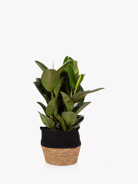 The Little Botanical Extra Large Ficus Elastica Plant & Basket - image 1