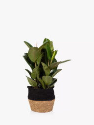 The Little Botanical Extra Large Ficus Elastica Plant & Basket - thumbnail 1
