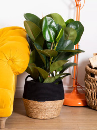 The Little Botanical Extra Large Ficus Elastica Plant & Basket - thumbnail 2
