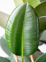 The Little Botanical Extra Large Ficus Elastica Plant & Basket - thumbnail 3