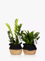 The Little Botanical Easy Care Plant Basket - thumbnail 1