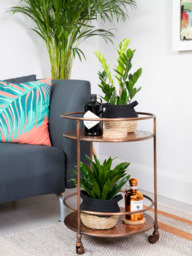 The Little Botanical Easy Care Plant Basket - thumbnail 2