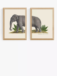 EAST END PRINTS Natural History Museum 'Elephant' Framed Print, Set of 2 - thumbnail 1