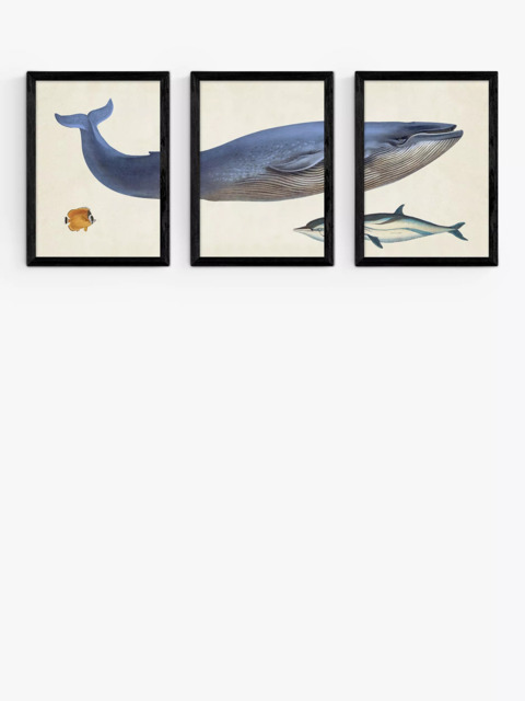 EAST END PRINTS Natural History Museum 'Whale' Framed Print, Set of 3 - image 1