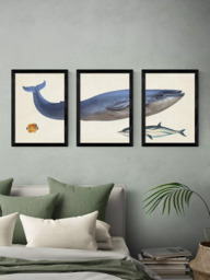 EAST END PRINTS Natural History Museum 'Whale' Framed Print, Set of 3 - thumbnail 2