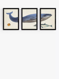 EAST END PRINTS Natural History Museum 'Whale' Framed Print, Set of 3