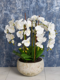 Floralsilk Artificial White Orchid in Clay Pot - thumbnail 3