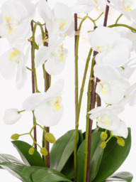 Floralsilk Artificial White Orchid in Clay Pot - thumbnail 2