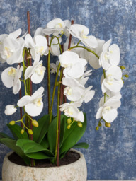 Floralsilk Artificial White Orchid in Clay Pot - thumbnail 4