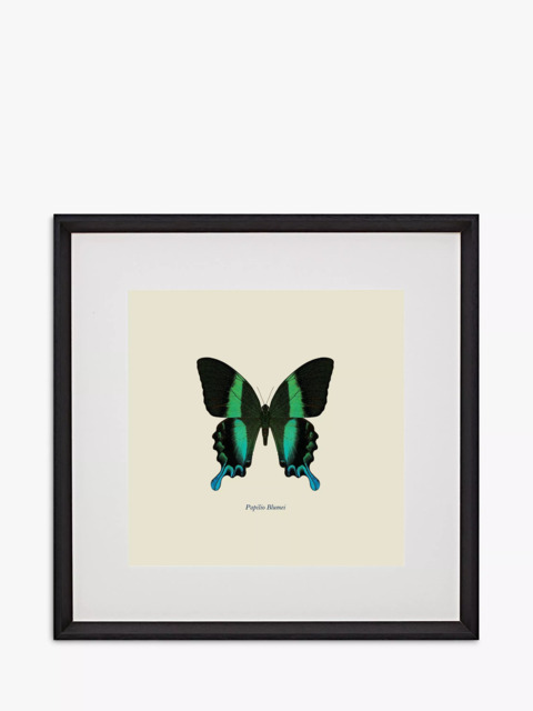 Brookpace Lascelles 'Papilio Blumei Butterfly' Framed Print & Mount, 45.5 x 45.5cm, Green/Multi - image 1