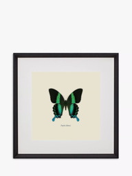 Brookpace Lascelles 'Papilio Blumei Butterfly' Framed Print & Mount, 45.5 x 45.5cm, Green/Multi - thumbnail 1