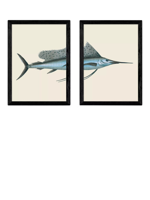 EAST END PRINTS Natural History Museum 'Swordfish' Framed Print, Set of 2