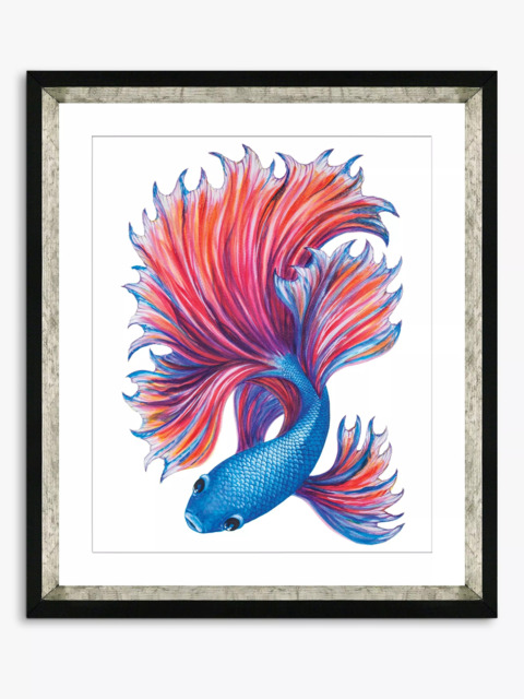 Brookpace Lascelles Fancy Fish 2' Framed Print & Mount, 56 x 46cm, Red/Blue - image 1