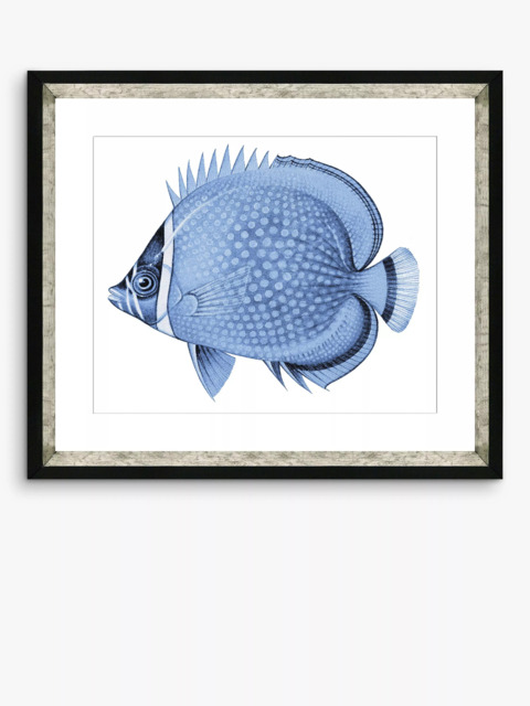 Brookpace Lascelles 'Blue Fish 4' Framed Print & Mount, 36 x 46cm, Blue - image 1