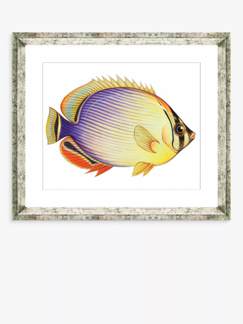Brookpace Lascelles 'Tropical Fish 2' Framed Print & Mount, 36 x 46cm, Yellow/Multi - image 1