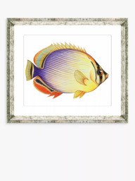 Brookpace Lascelles 'Tropical Fish 2' Framed Print & Mount, 36 x 46cm, Yellow/Multi - thumbnail 1