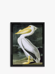 Brookpace Lascelles John James Audubon 'Pelican' Framed Print, 86 x 66cm, White - thumbnail 1