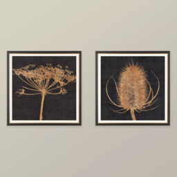 John Lewis Charlotte Oakley 'Copper Allium' Framed Print & Mount, 36 x 36cm, Dark Grey/Metallic - thumbnail 2