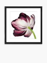 Brookpace Lascelles 'Burgundy Tulip 4' Framed Print & Mount, 56 x 56cm, Burgundy