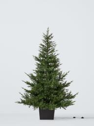 John Lewis Cotswold Potted Pre-lit Christmas Tree, 7ft - thumbnail 3