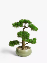 John Lewis Artificial Bonsai Pine Tree - thumbnail 1