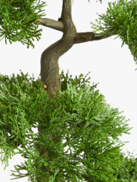 John Lewis Artificial Bonsai Pine Tree - thumbnail 2