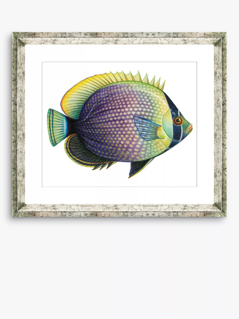 Brookpace Lascelles 'Tropical Fish 6' Framed Print & Mount, 36 x 46cm, Purple/Yellow - image 1
