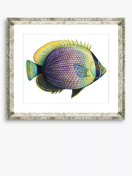 Brookpace Lascelles 'Tropical Fish 6' Framed Print & Mount, 36 x 46cm, Purple/Yellow