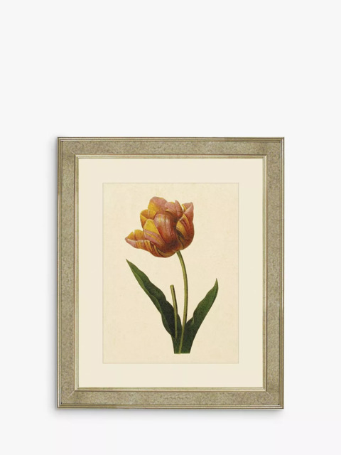 Brookpace Lascelles 'Tulips II' Framed Print & Mount, 60 x 50cm, Multi