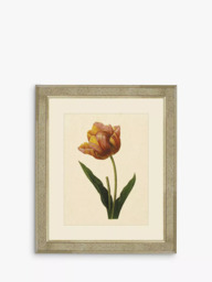 Brookpace Lascelles 'Tulips II' Framed Print & Mount, 60 x 50cm, Multi