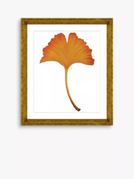 Brookpace Lascelles 'Ginkgo Leaf 4' Framed Print & Mount, 56 x 46cm, Orange