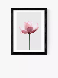 EAST END PRINTS Sisi and Seb 'Lotus' Framed Print - thumbnail 1