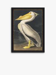 John Lewis John James Audubon 'White Pelican' Framed Print, 77 x 57cm