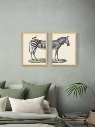 EAST END PRINTS Natural History Museum 'Zebra & Bird' Framed Print, Set of 2 - thumbnail 2